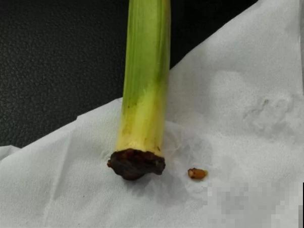 一张废纸捂一捂，大白根冒出来，养花太省心！