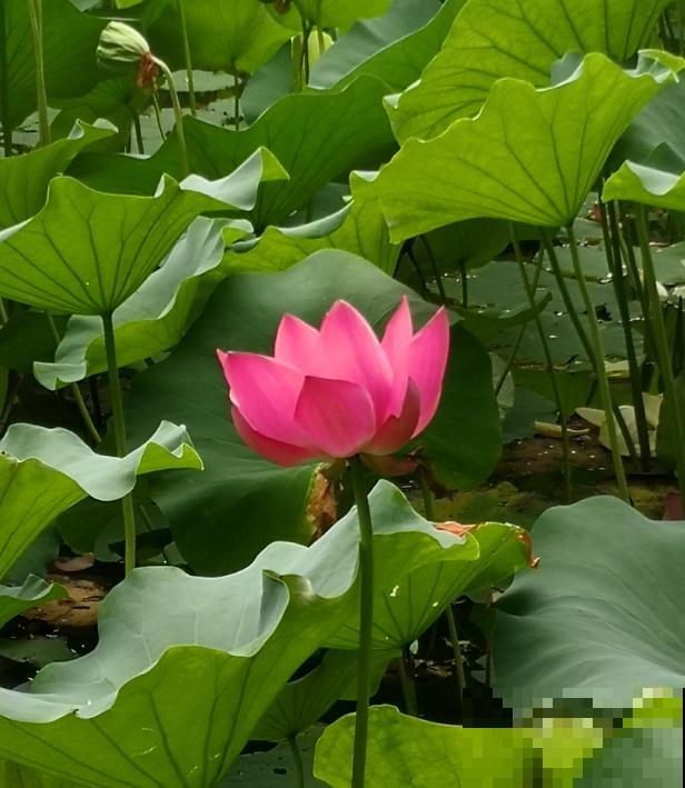 养花这么拍照，发朋友圈，谁看了都点赞！