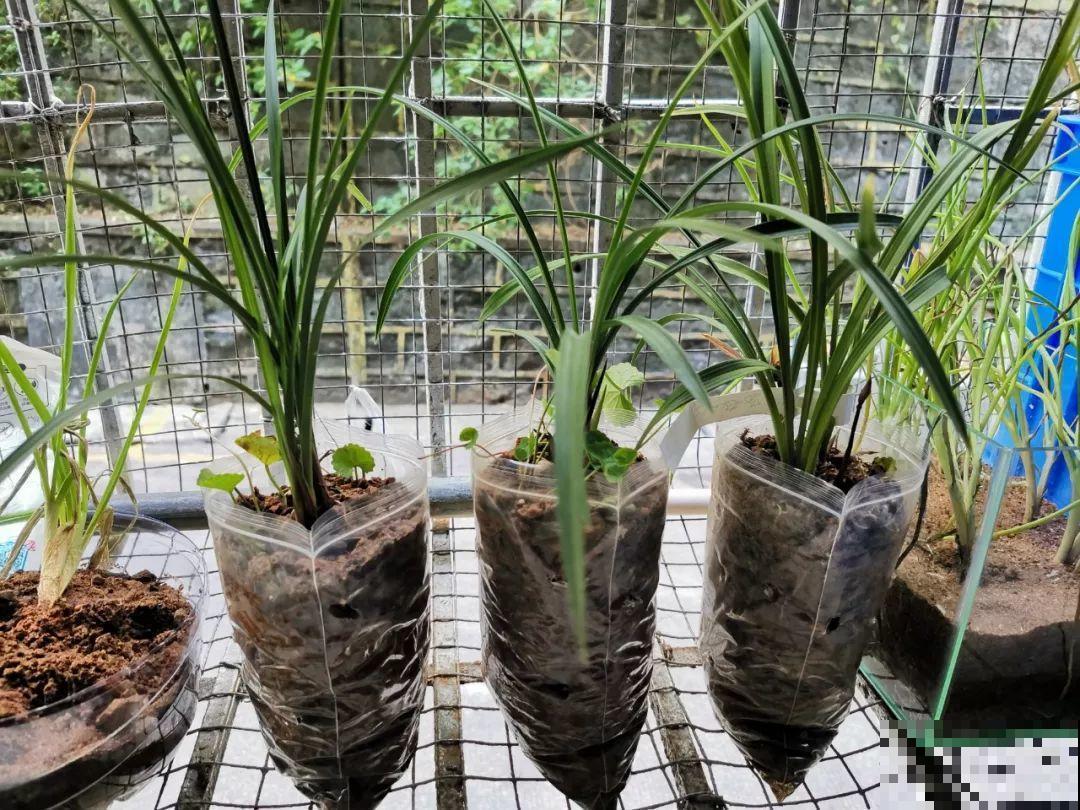 养这花不用土，装进塑料袋喷喷水，叶子绿油油越长越好！
