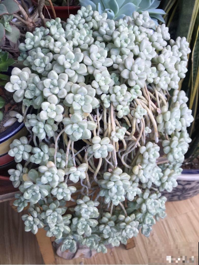 新手多肉必备的几种，冬季轻松养，一养就爆盆！