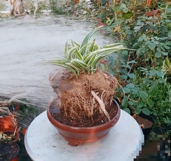 这4种花，把根拎出来养一年，身价立马翻倍涨！