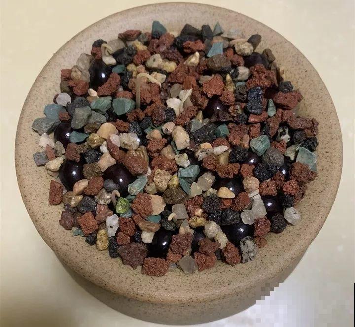 5块钱的水果埋土里，半年养成守家树，邻居都想花钱买！