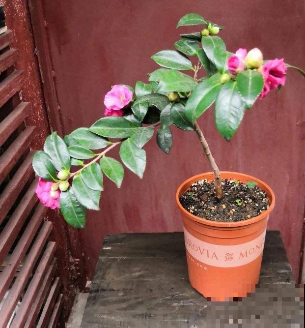 土里掺点它，土壤变微酸，花儿蹭蹭长不停