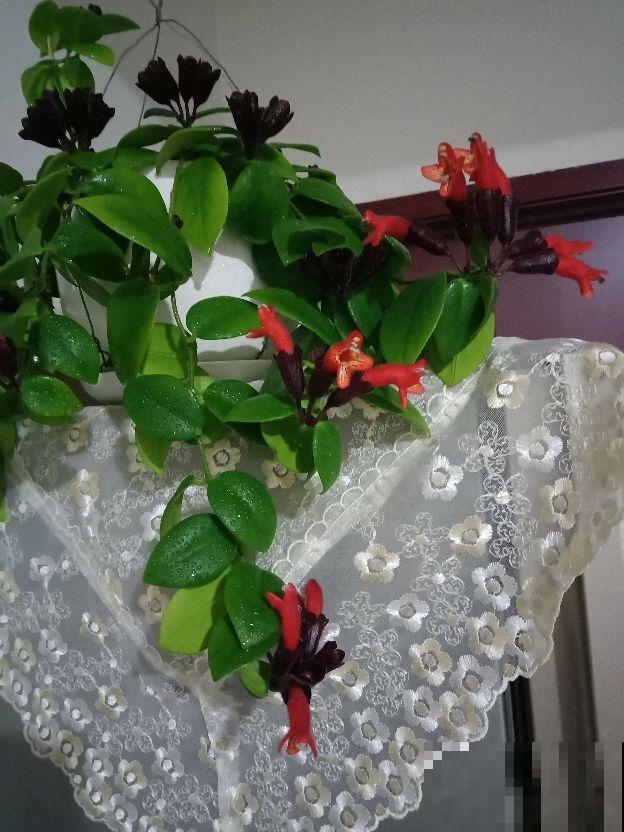 这种吊兰不简单，开花易爆盆，养在窗台，半年长成“花帘子”