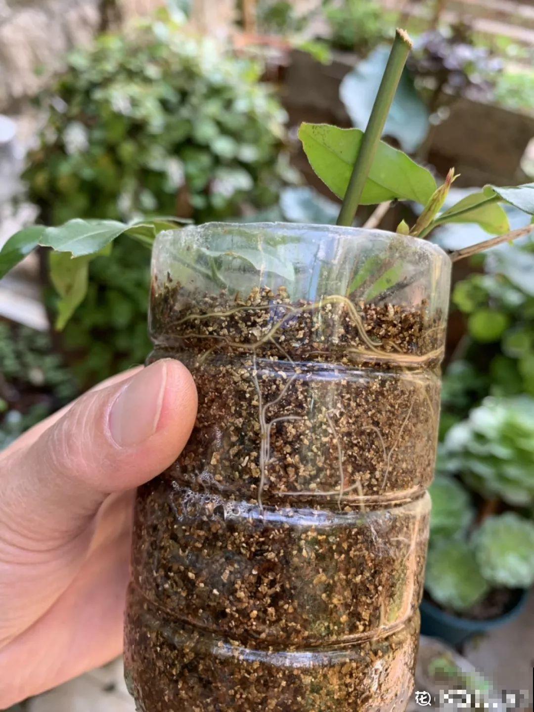梦想的生活，花前忙碌，树下喝茶，足矣！