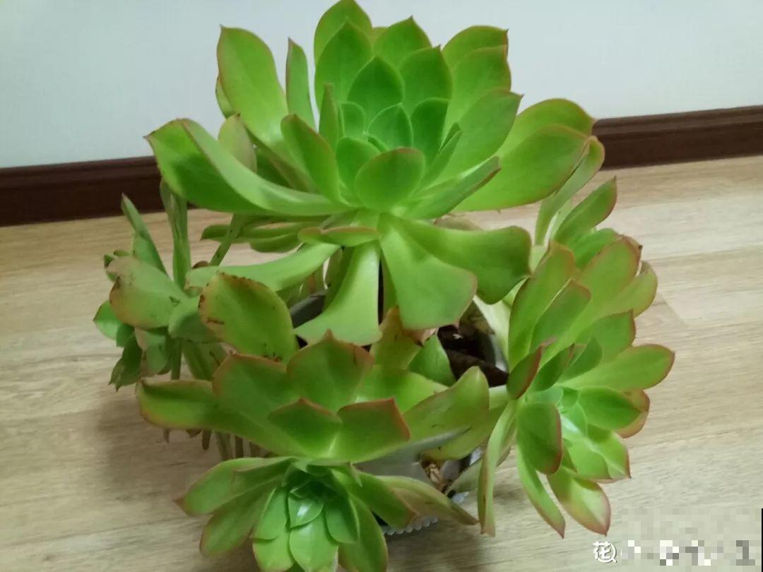 多肉中的巨无霸，省心还好养，一年窜出一圈芽！