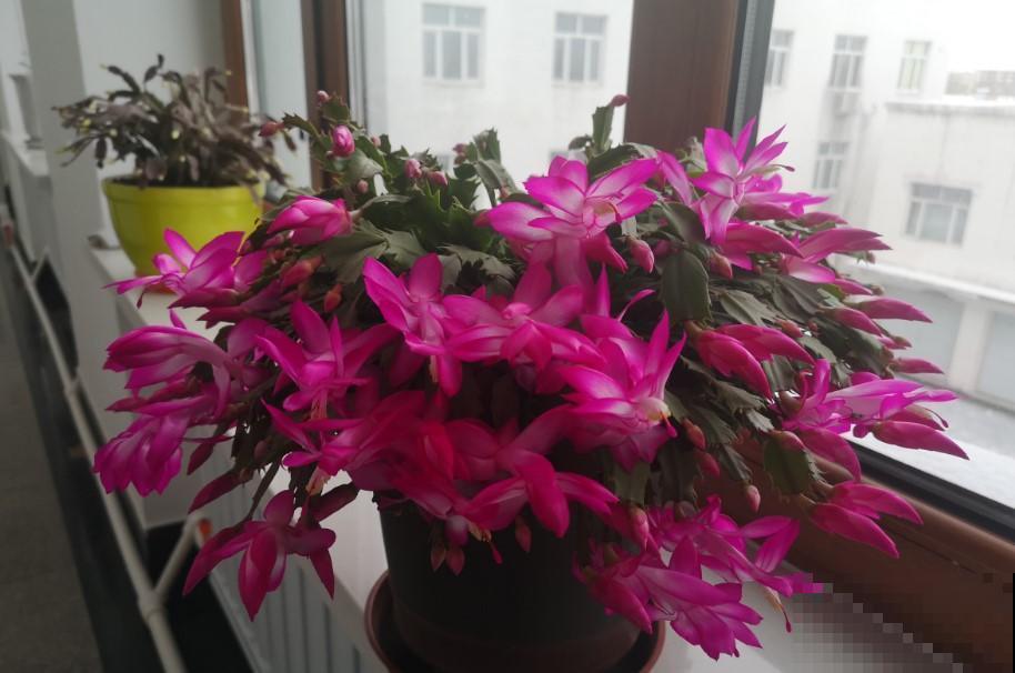 冬季适合养的3种植物，懒人花卉，就能生长爆盆！
