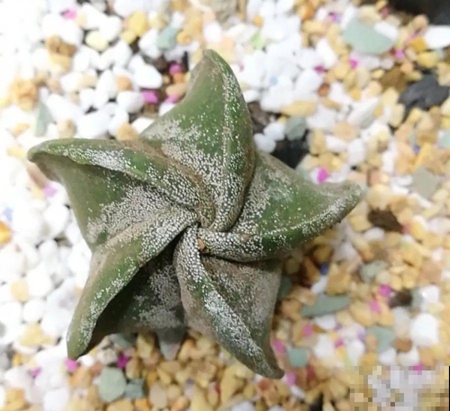平时没人要的花，开出5朵超大花，邻居全都抢着要！