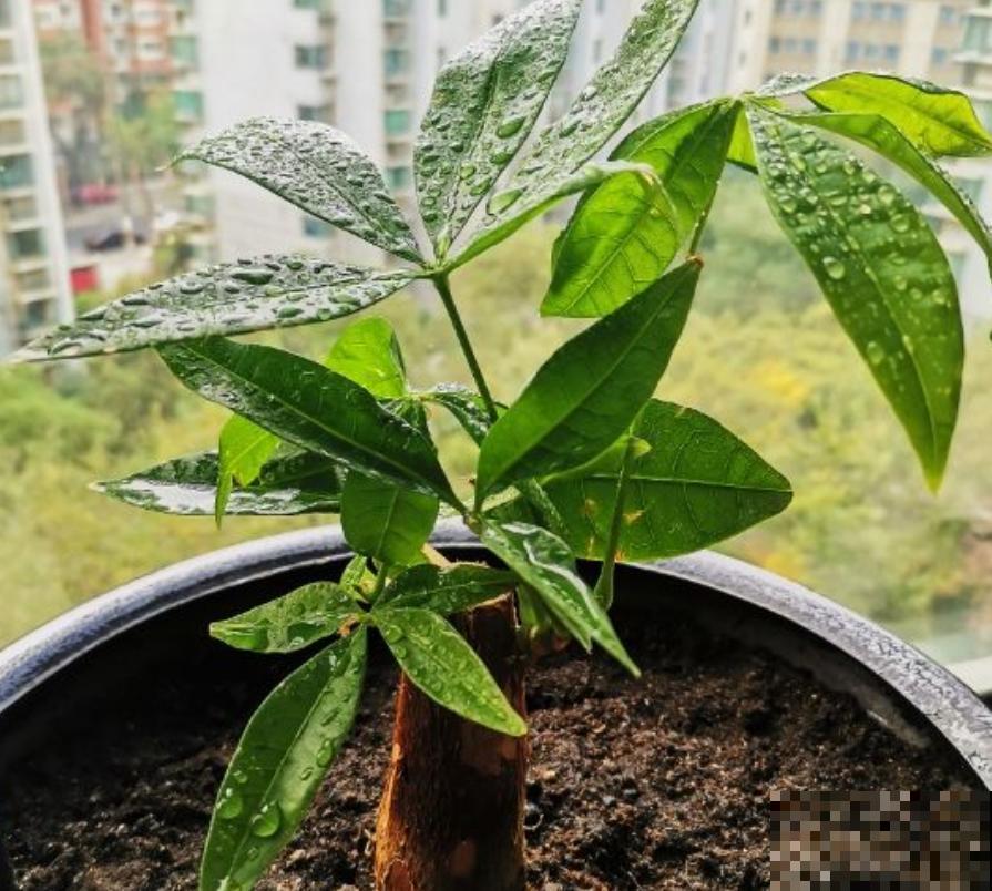 3种寓意好的花，就适合过年养在家里，油绿茂盛易爆盆！