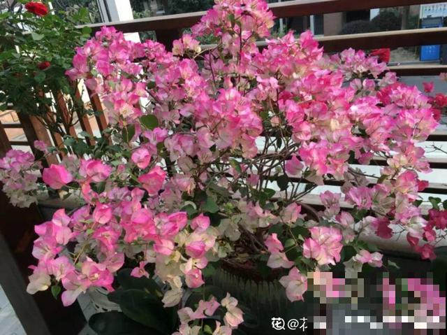 冬天养5种梅花，冰天雪地也在开，香味飘满屋！