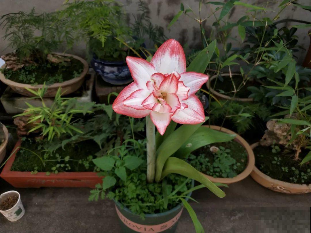 想养好花，就得付出劳动，从开花到结果，无一不是美的！