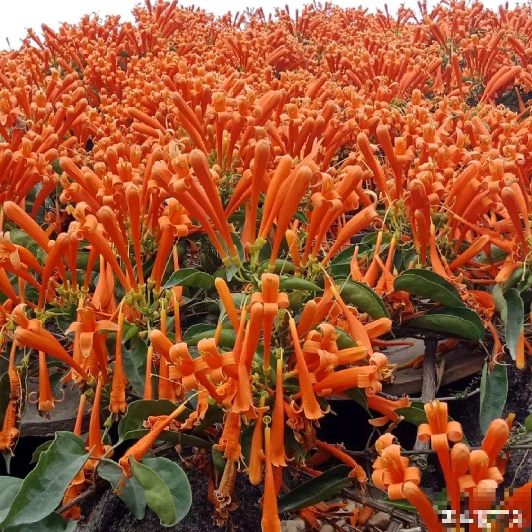 过年养10种花，红红火火一大片，连灯笼都不用挂了！