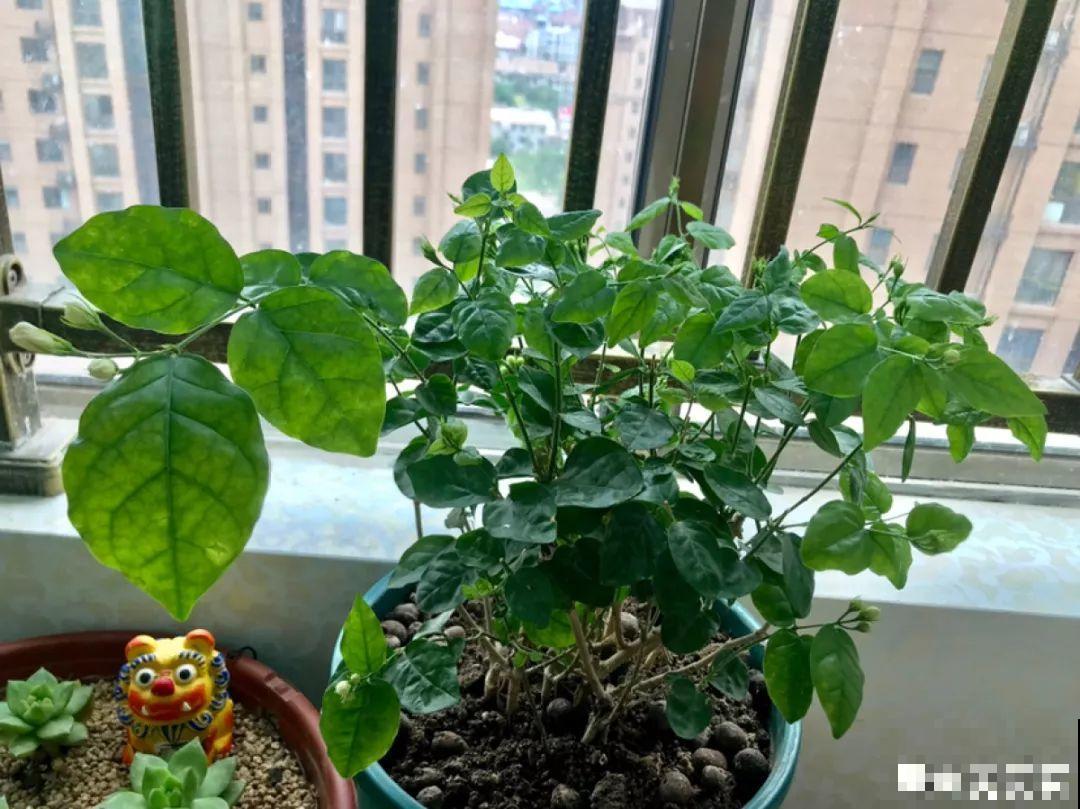这10种花，天冷了要赶紧断水，冻伤了救都没法救！