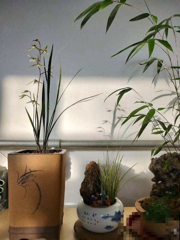 人养花，花也养人，越养你的气质就越好！