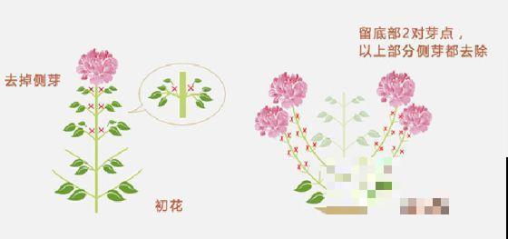 这花就是开花机器，连开6个月不歇气，邻居天天跑来看！