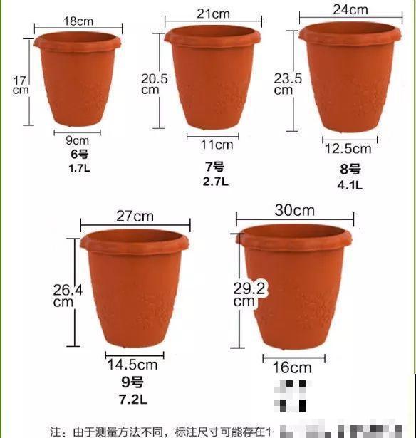 这花就是开花机器，连开6个月不歇气，邻居天天跑来看！
