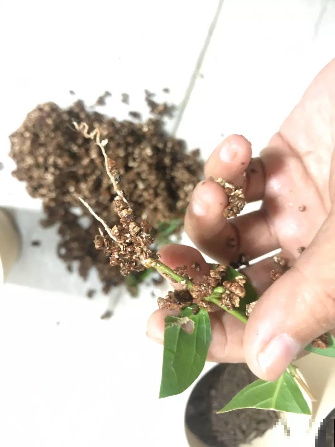 冬天扦插不用愁，准备一个塑料瓶，生根速度翻倍！