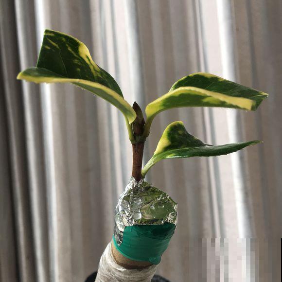 极品山茶花，一树开多色，你也能做到！
