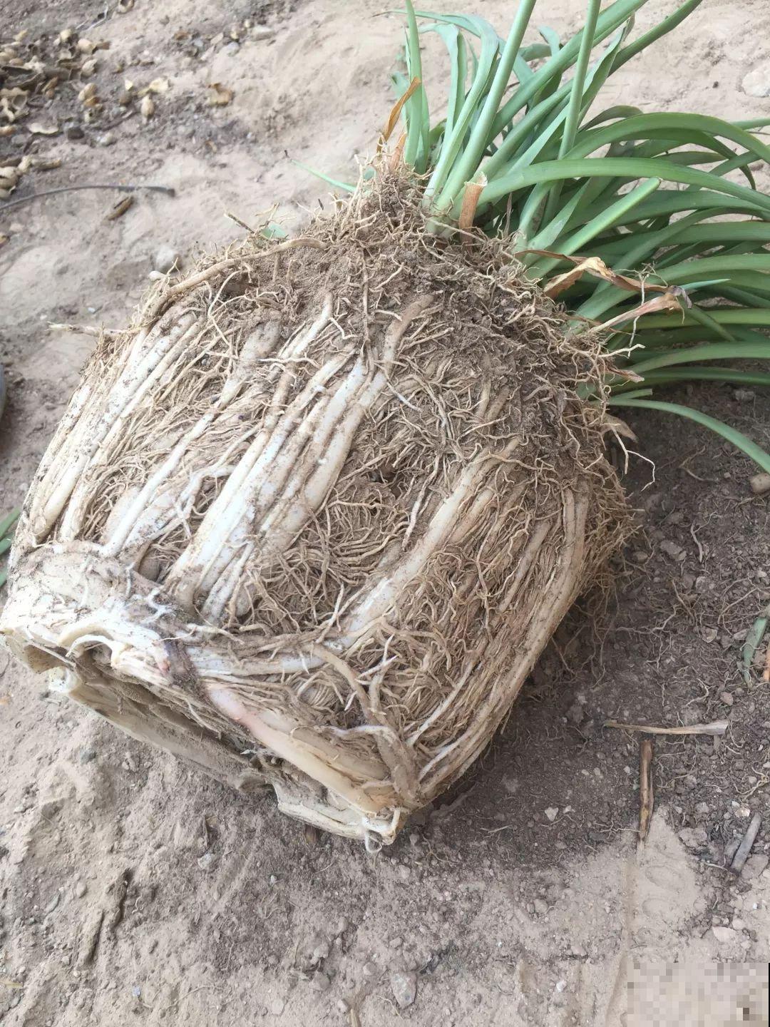 这花太能生,3年冒了25棵,敲破盆才能拿出来! 这花太能生,3年冒了25棵,敲破盆才能拿出来!