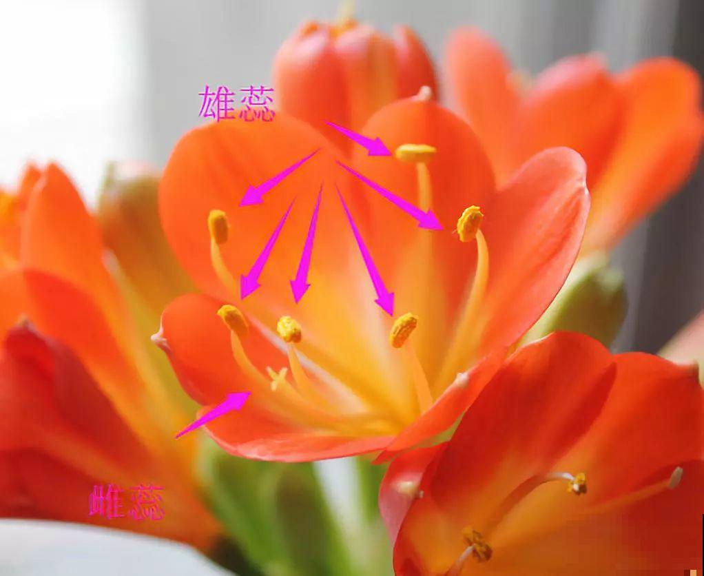 君子兰花后别乱剪，剪错了烂叶烂心，再也不开花！