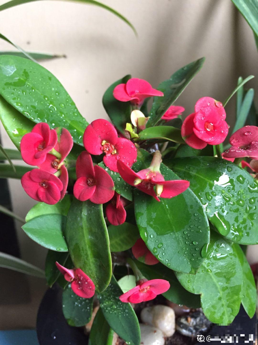 这10种耐旱花，2个月不浇水，叶子反而绿油油！