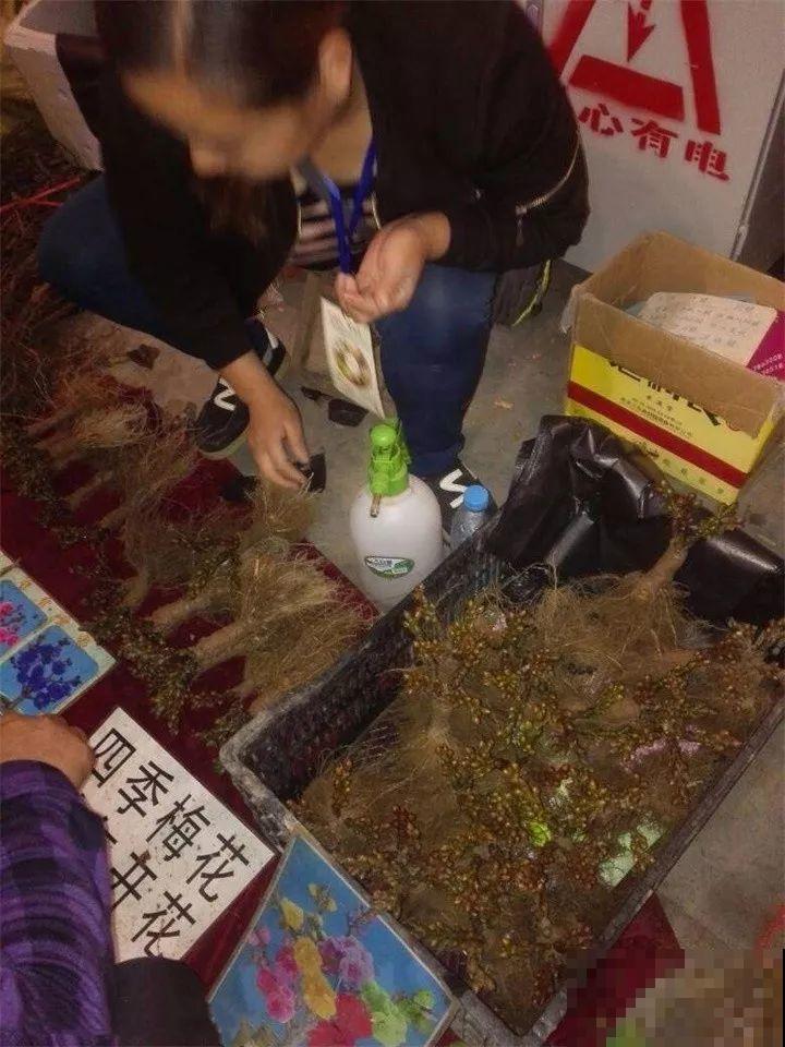赶集碰见这种花，一买就上当，决不能贪便宜！