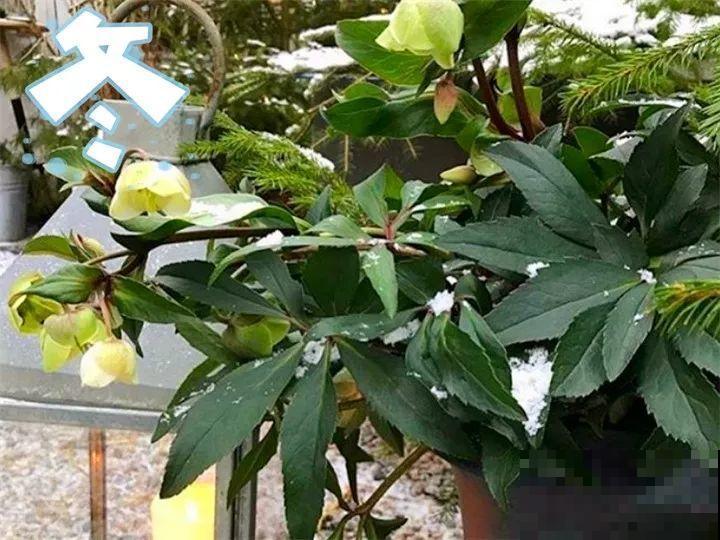 耐寒又好养的花，大雪天也能呼呼开，绿色花瓣超有气质！