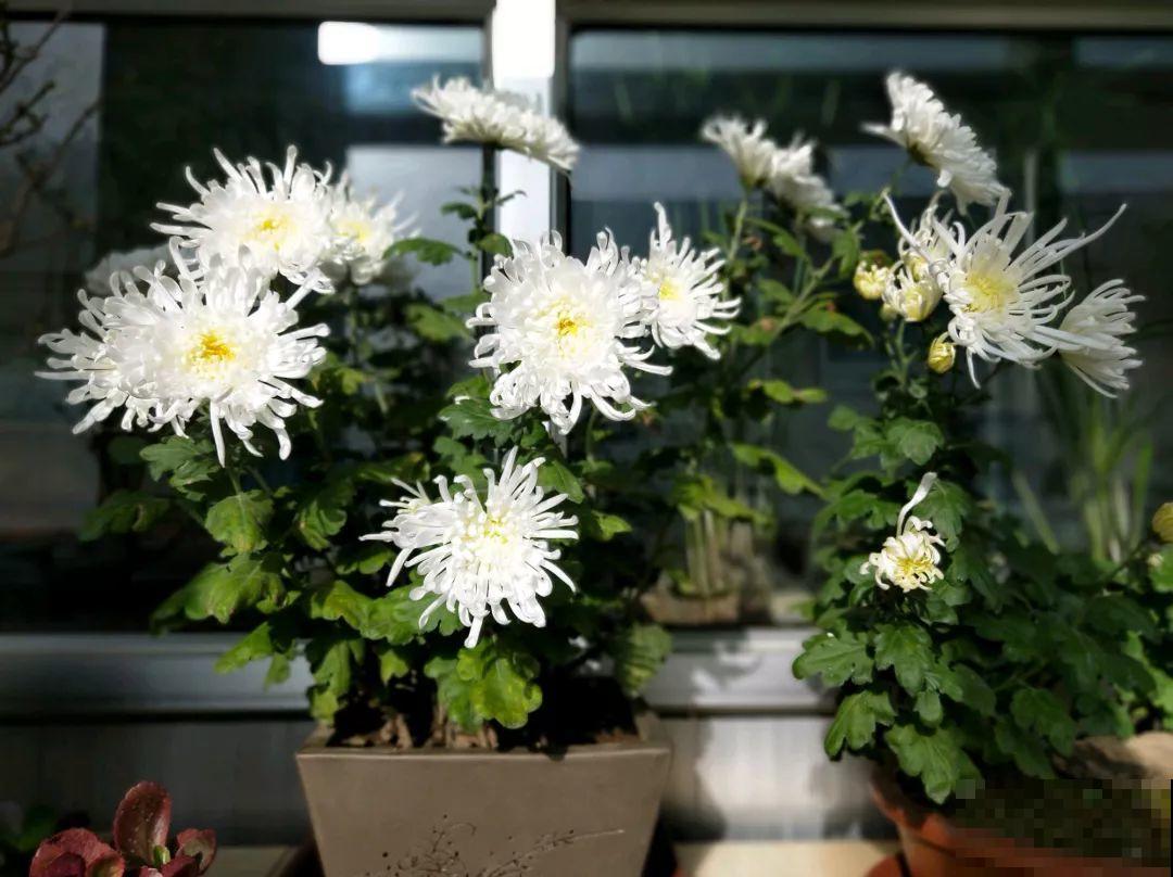 想养好花，就得付出劳动，从开花到结果，无一不是美的！