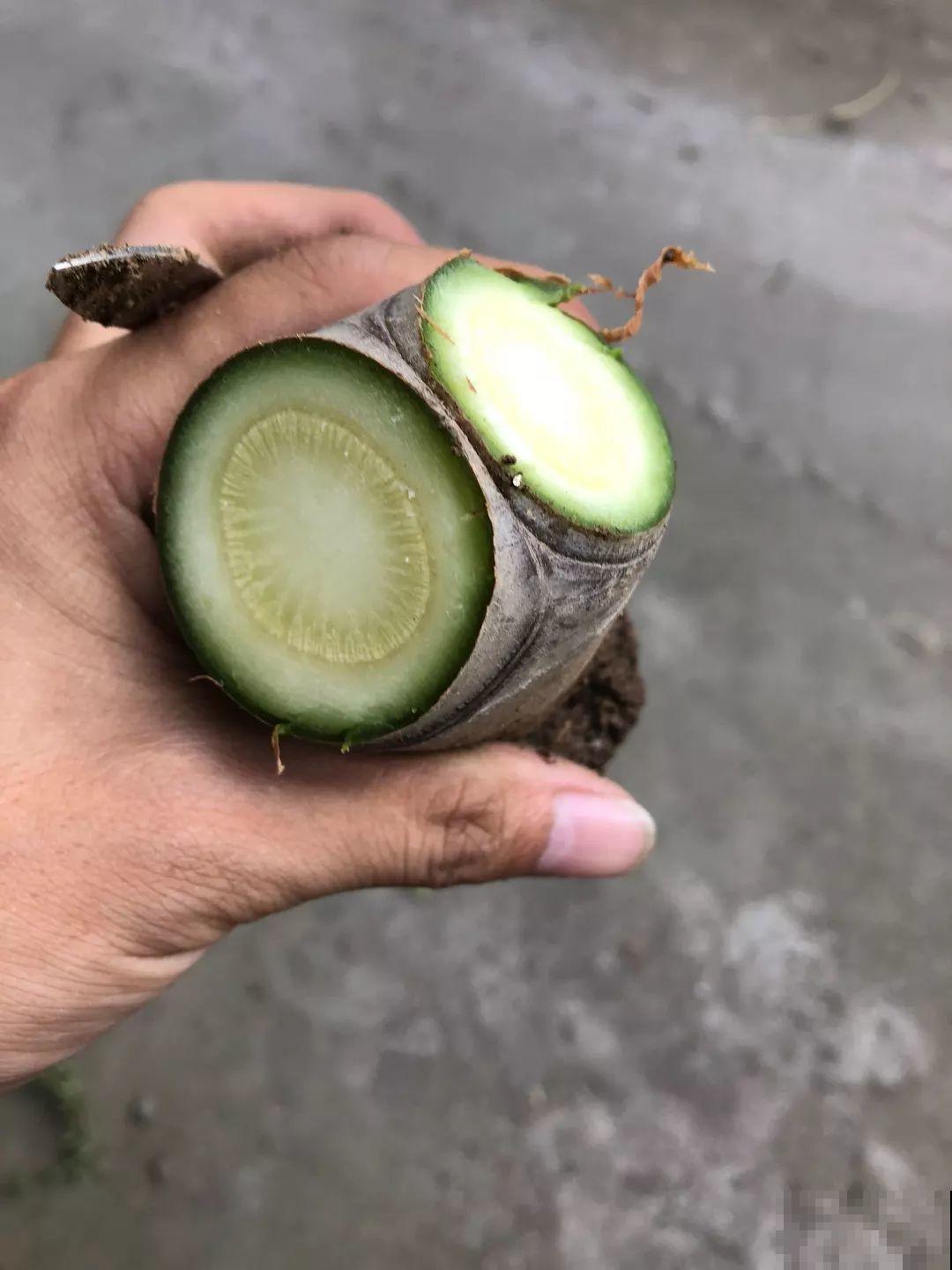 养了20年的玉树，杆子比大腿还粗，满树白花跟下雪了一样！