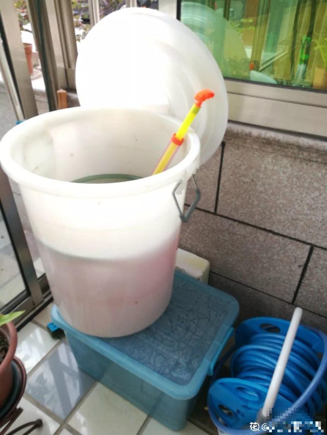 有了这4种肥料，三角梅长得壮壮的，一年能开好几茬！