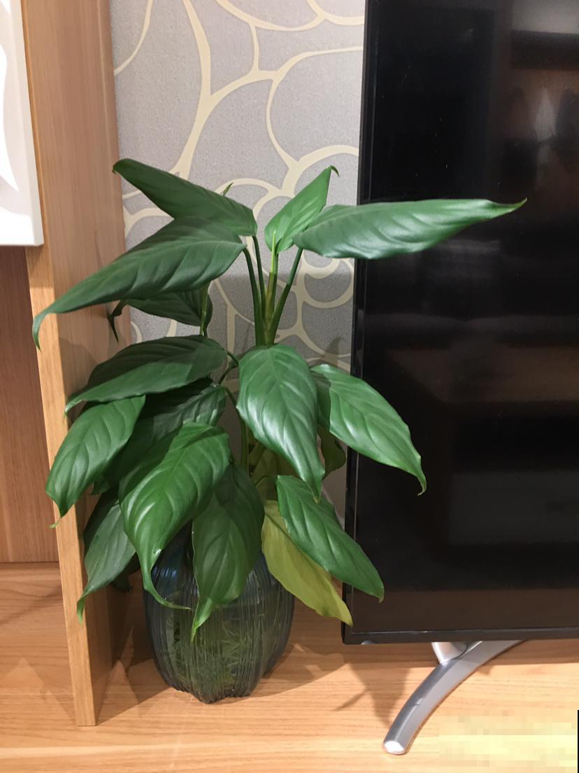 3种寓意好的花，就适合过年养在家里，油绿茂盛易爆盆！