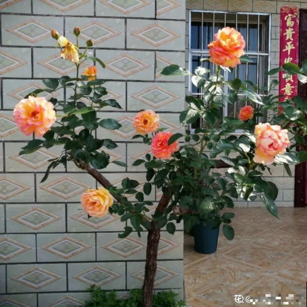 辞职回乡，这是他为养花做过最疯狂的事，却让人人都羡慕！