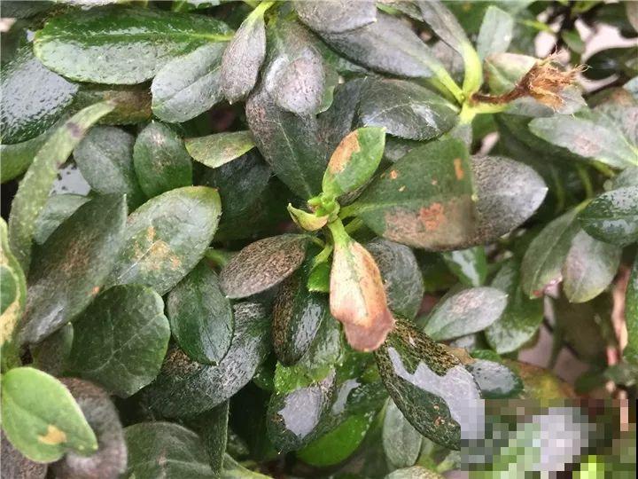 都说这花难养，10年不换盆，年年开花成宝贝！
