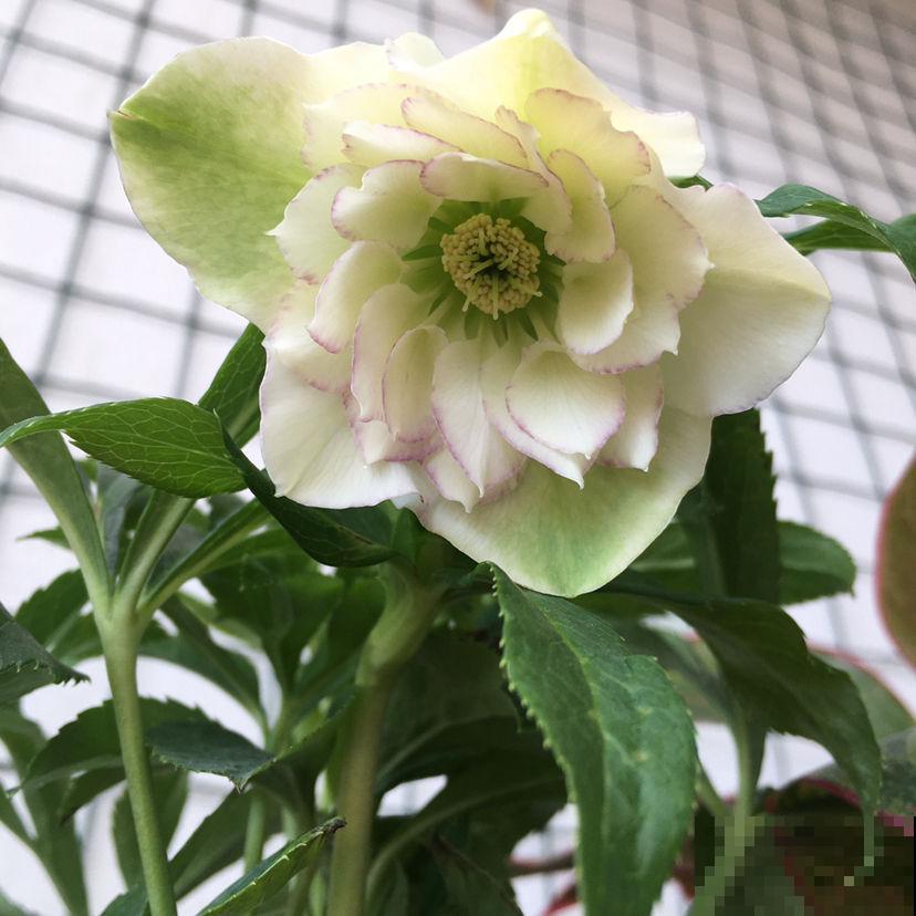 这花专挑冰天雪地生长开放，被誉为冰雪皇后，最适合现在养！