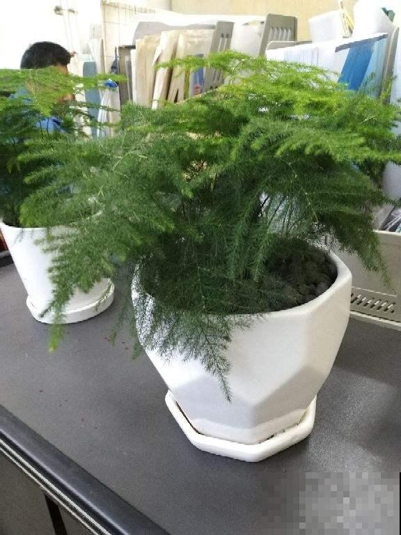 家里养盆杀菌花，空气清新，身体好不生病