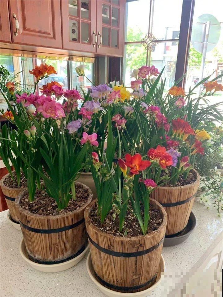 别让这花长太高，小心变成“韭菜”，再也不开花！
