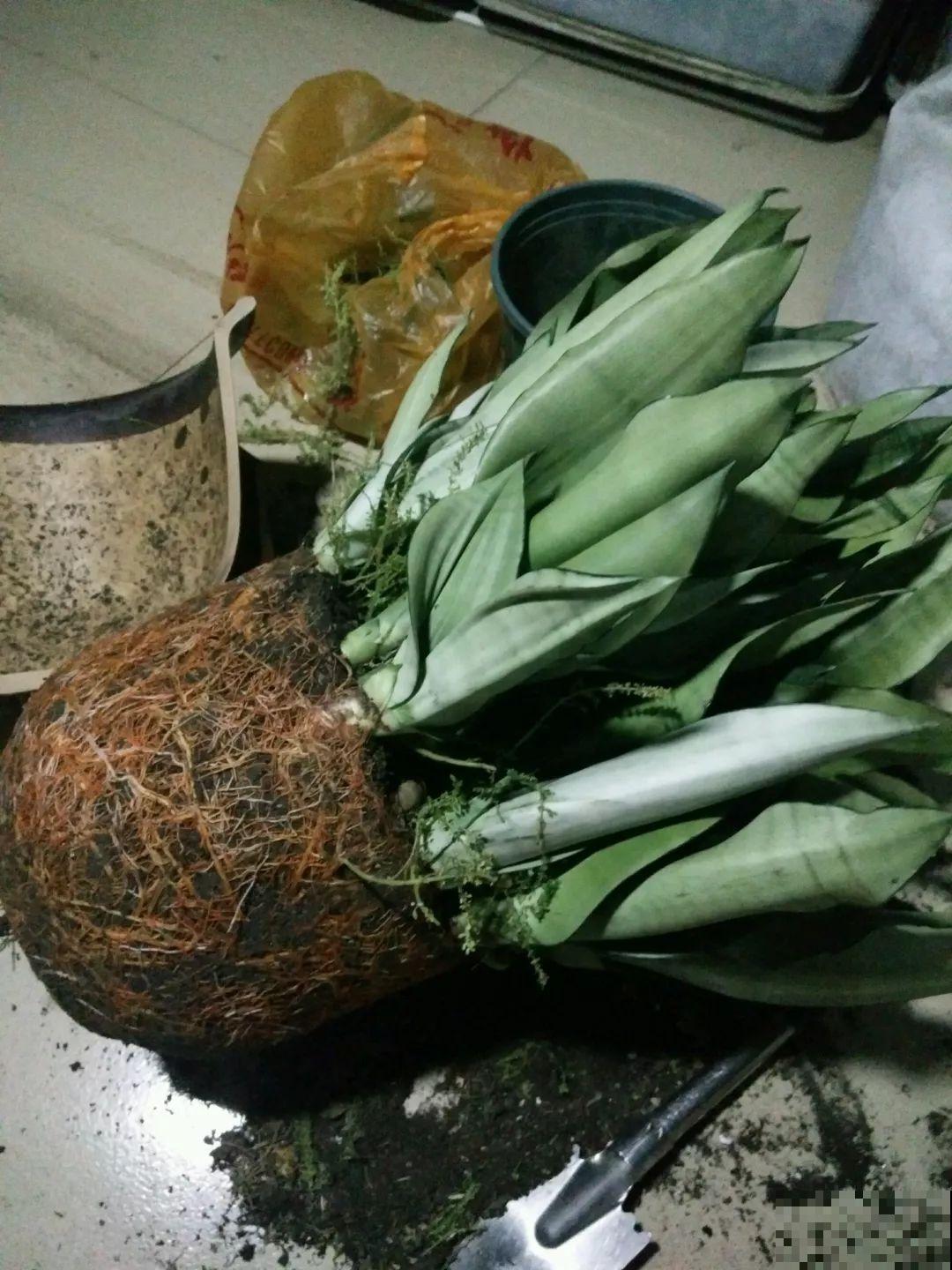 这花太能生,3年冒了25棵,敲破盆才能拿出来! 这花太能生,3年冒了25棵,敲破盆才能拿出来!