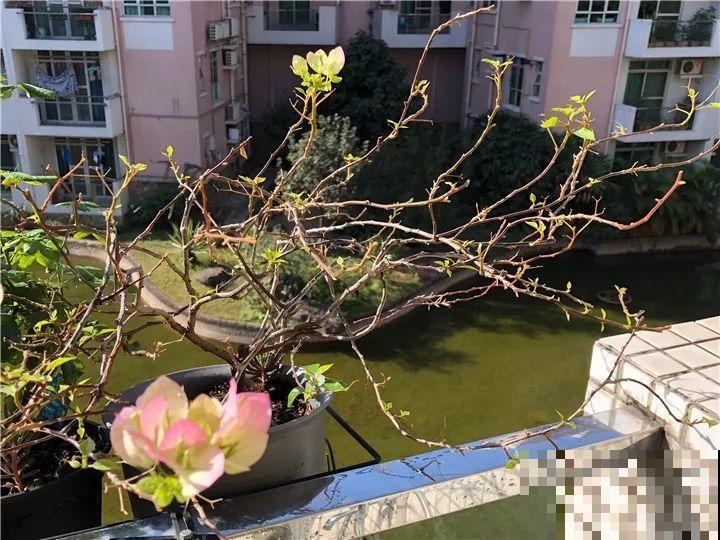 冬天修剪分“轻重”，有的花剪狠了，小心再也不开花！