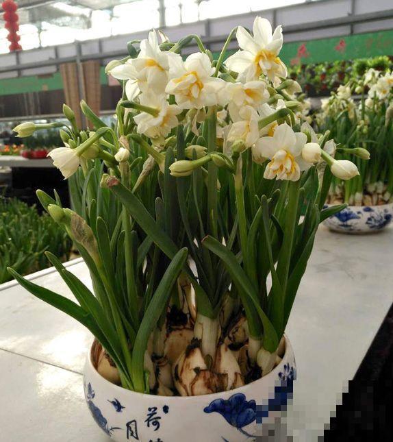 14种香水花，家里摆一盆，满屋子都是香味！