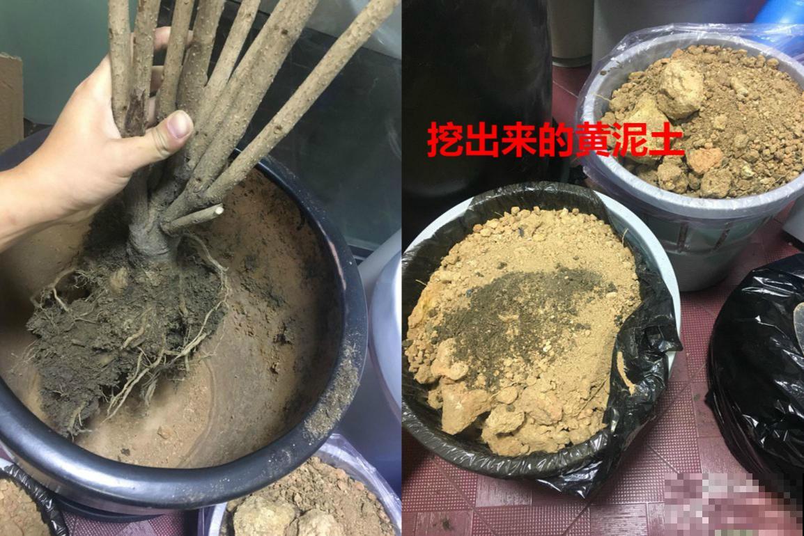 养花不注意看这里，一浇水就烂根，叶子哗哗掉！