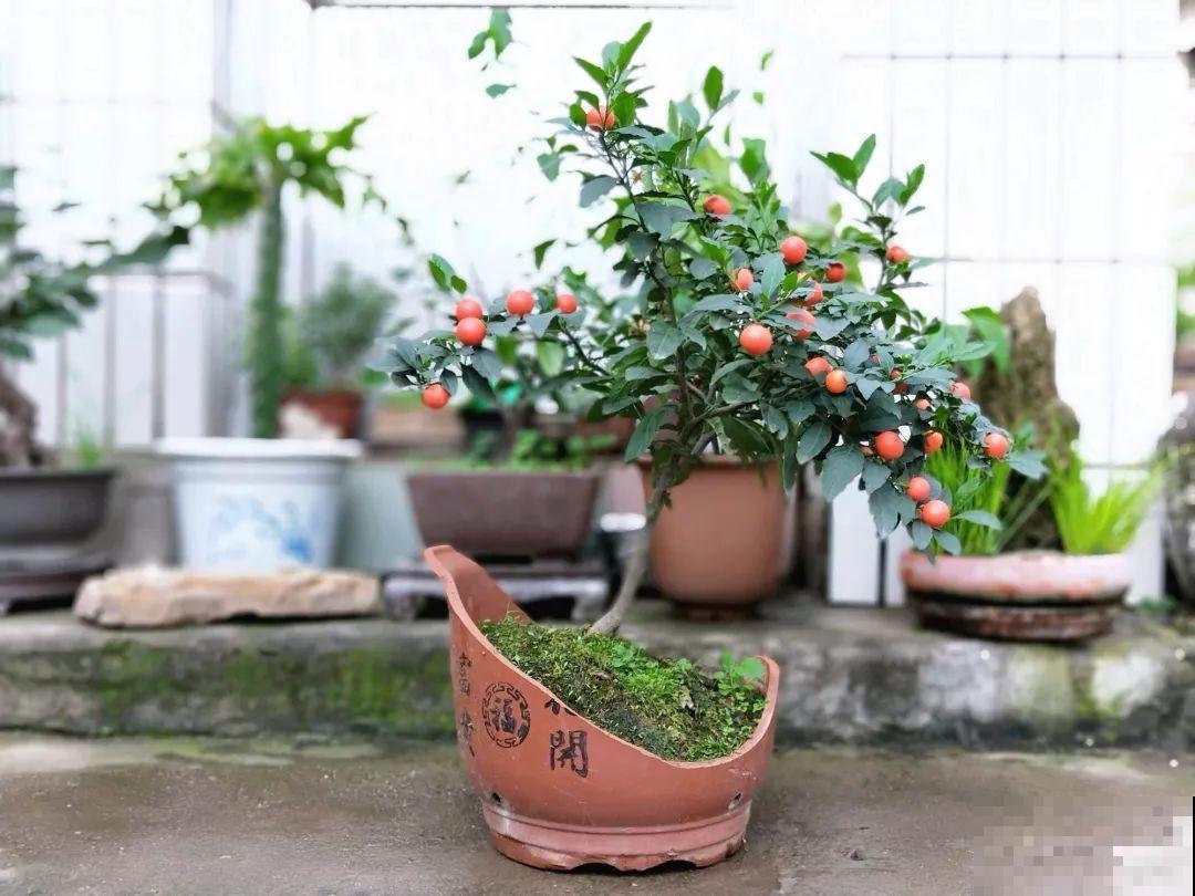想养好花，就得付出劳动，从开花到结果，无一不是美的！