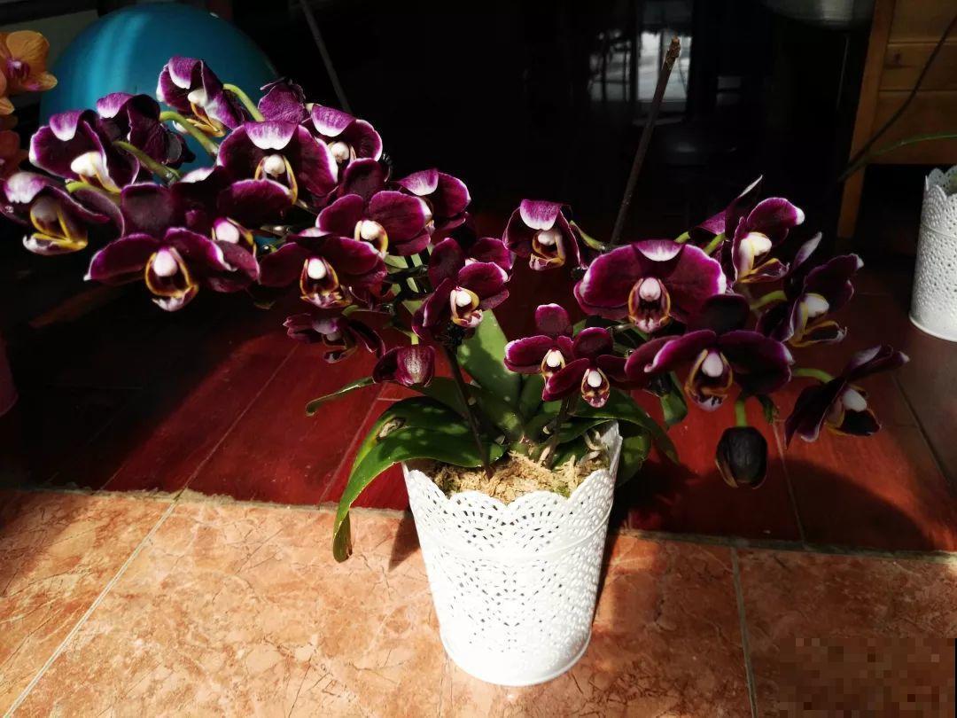 公认的开花机器，一年能开8个月，光不好也能养！