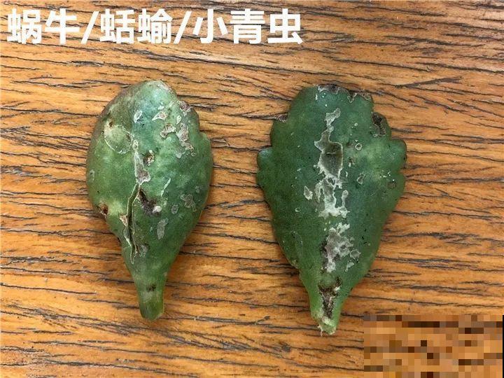 长寿花搬回家，记住“四不要”，免得掉得满地都是花苞！