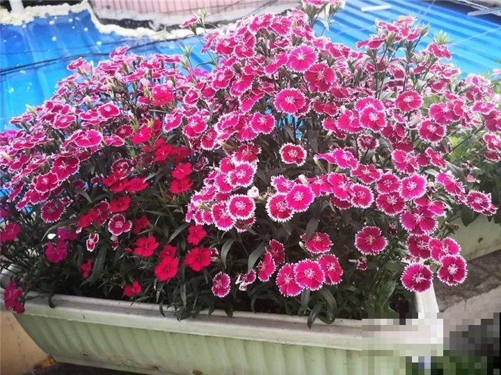 她家的花多到被女儿吐槽，满院子都是，人都没法下脚！