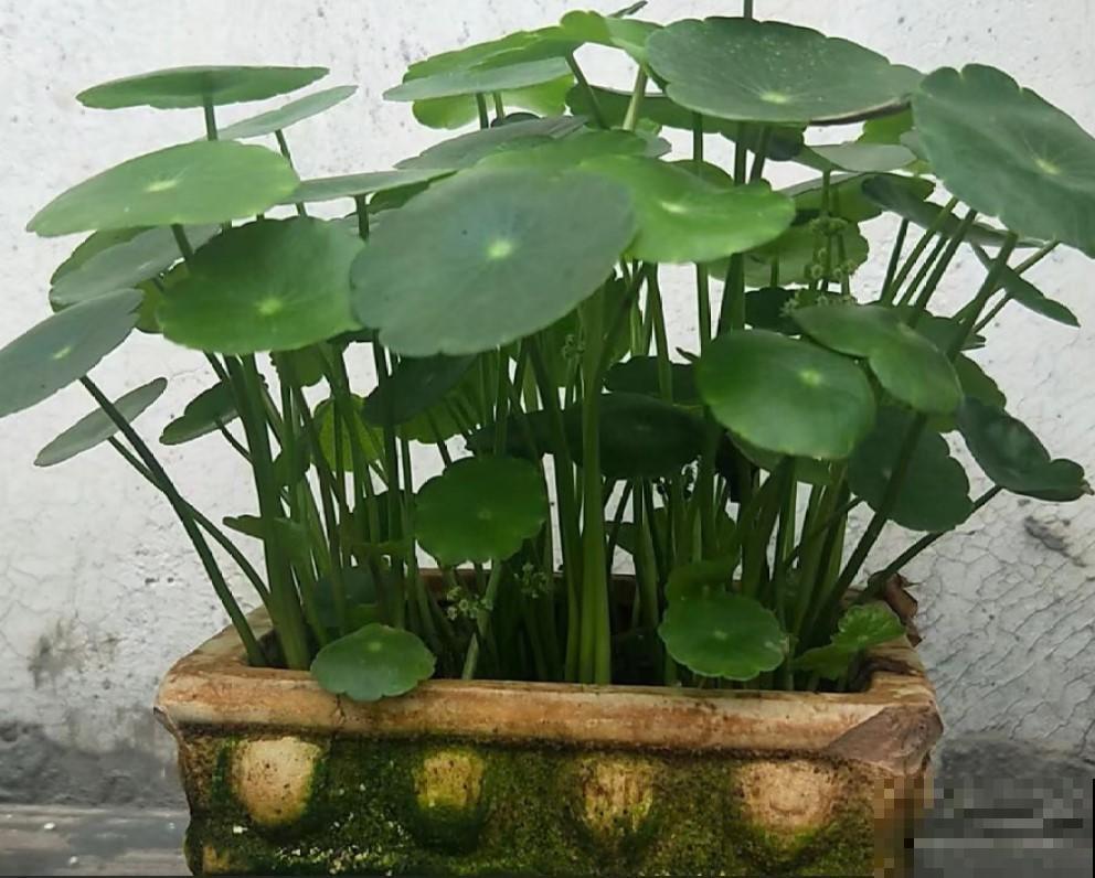 据说这4种植物，冬季寒冷也能呼呼长，真想养一盆！