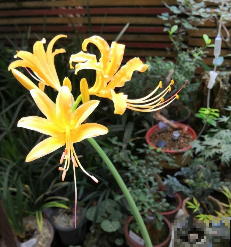 这花一说名字都知道，红色、白色，在这方面还是个宝贝呢！