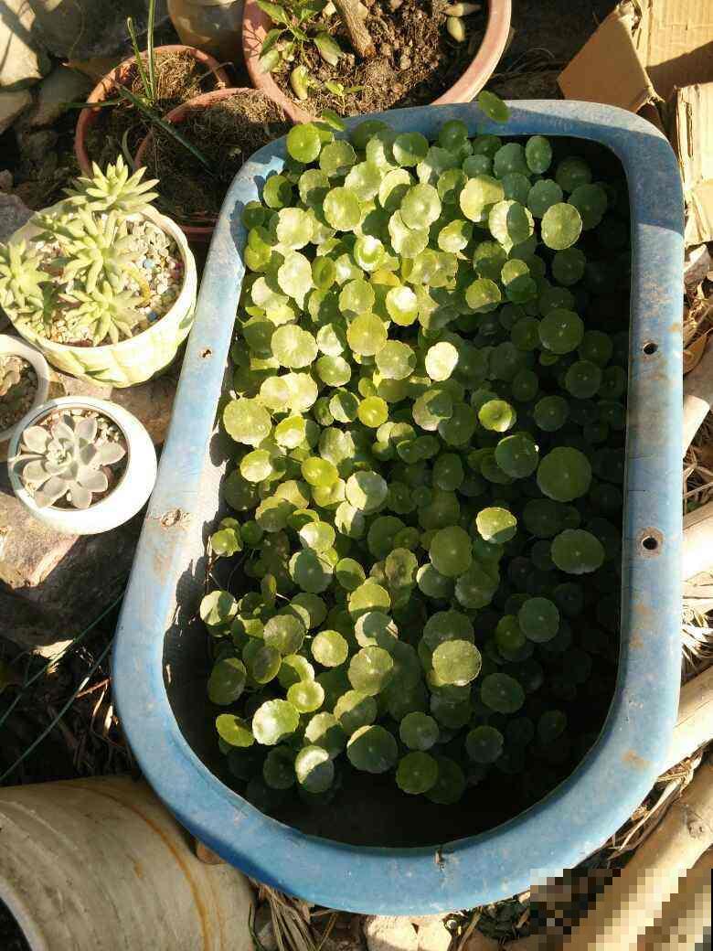 他家铜钱草冬天也呼呼长，半月窜到巴掌大，原来是这么养的！