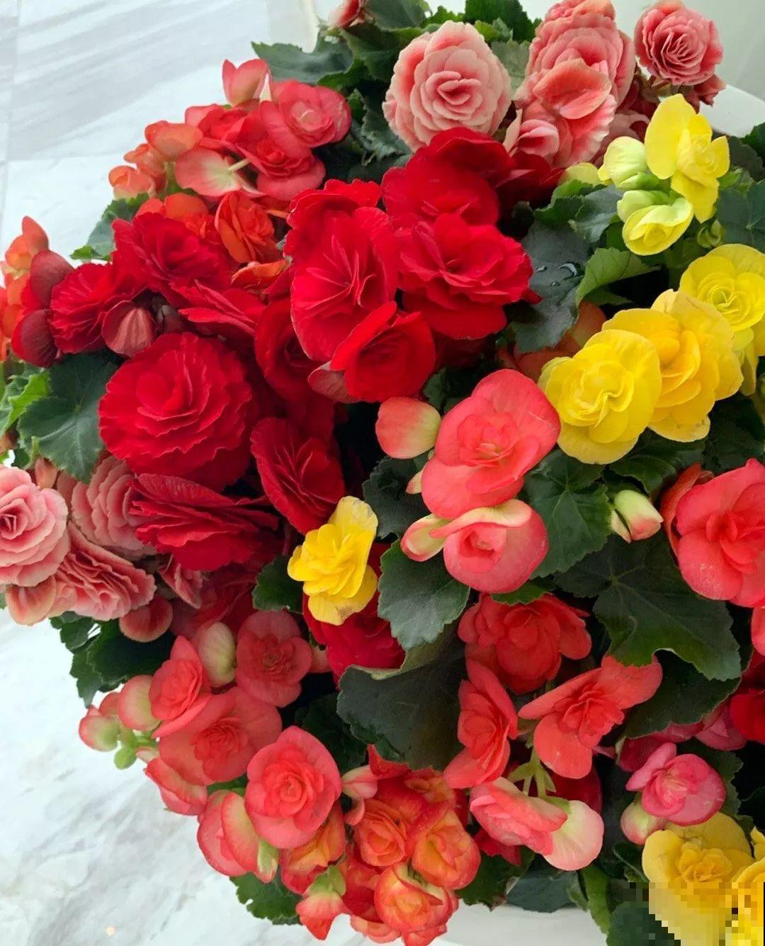 20种花再冷也不怕，过年正好开花，现在养还来得及！