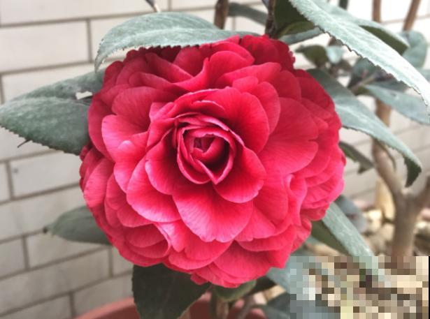 茶花迎来盛花期，16个最美品种，养一棵就足了！