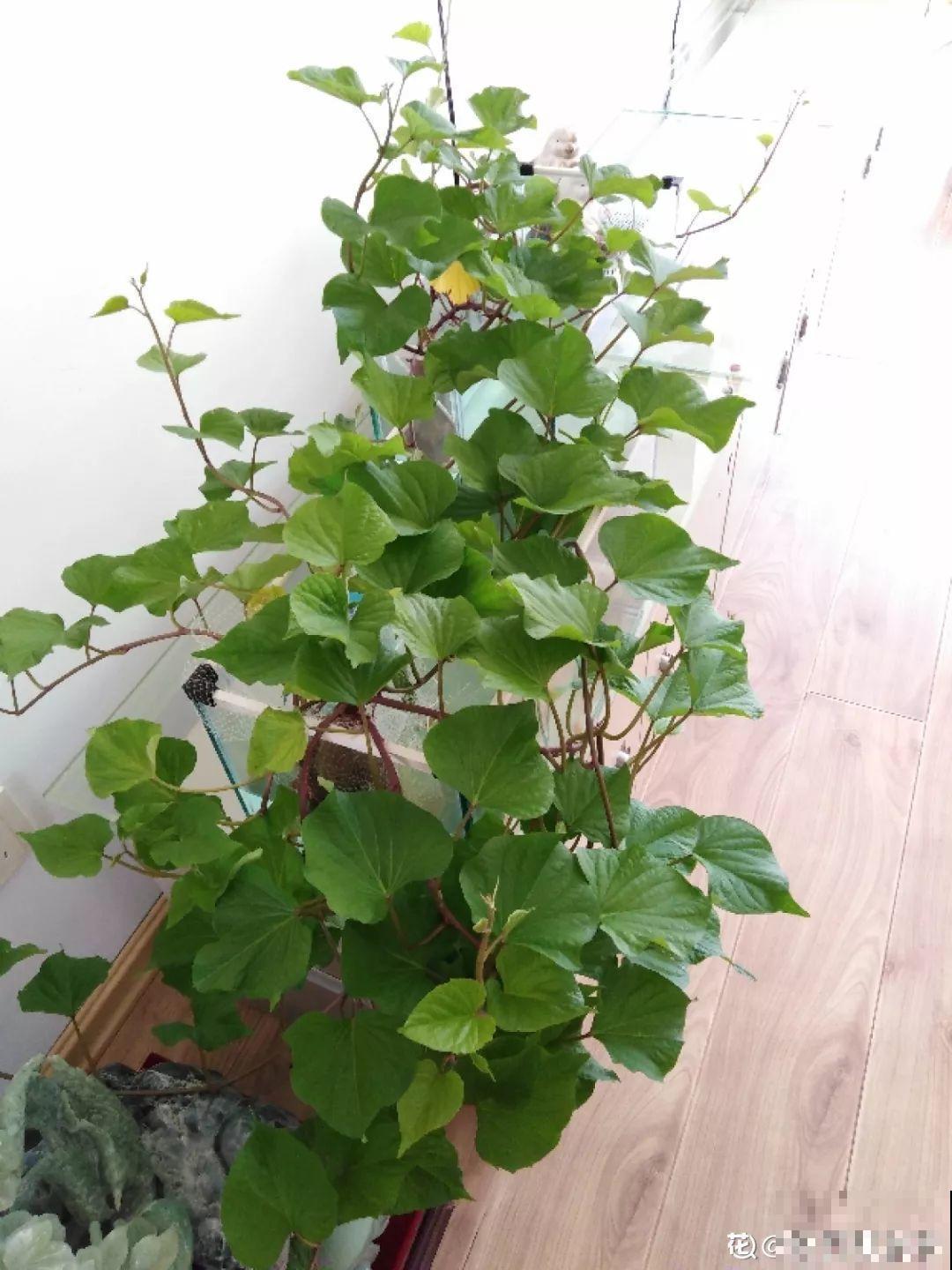 养不活的花丢鱼缸里，沾水立马就疯长，大冬天呼呼长不停！